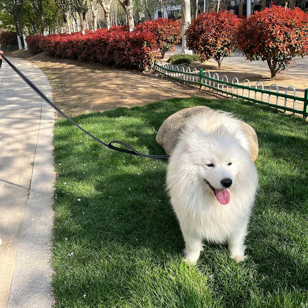 Rugged Night-Ready Double Handle Leash